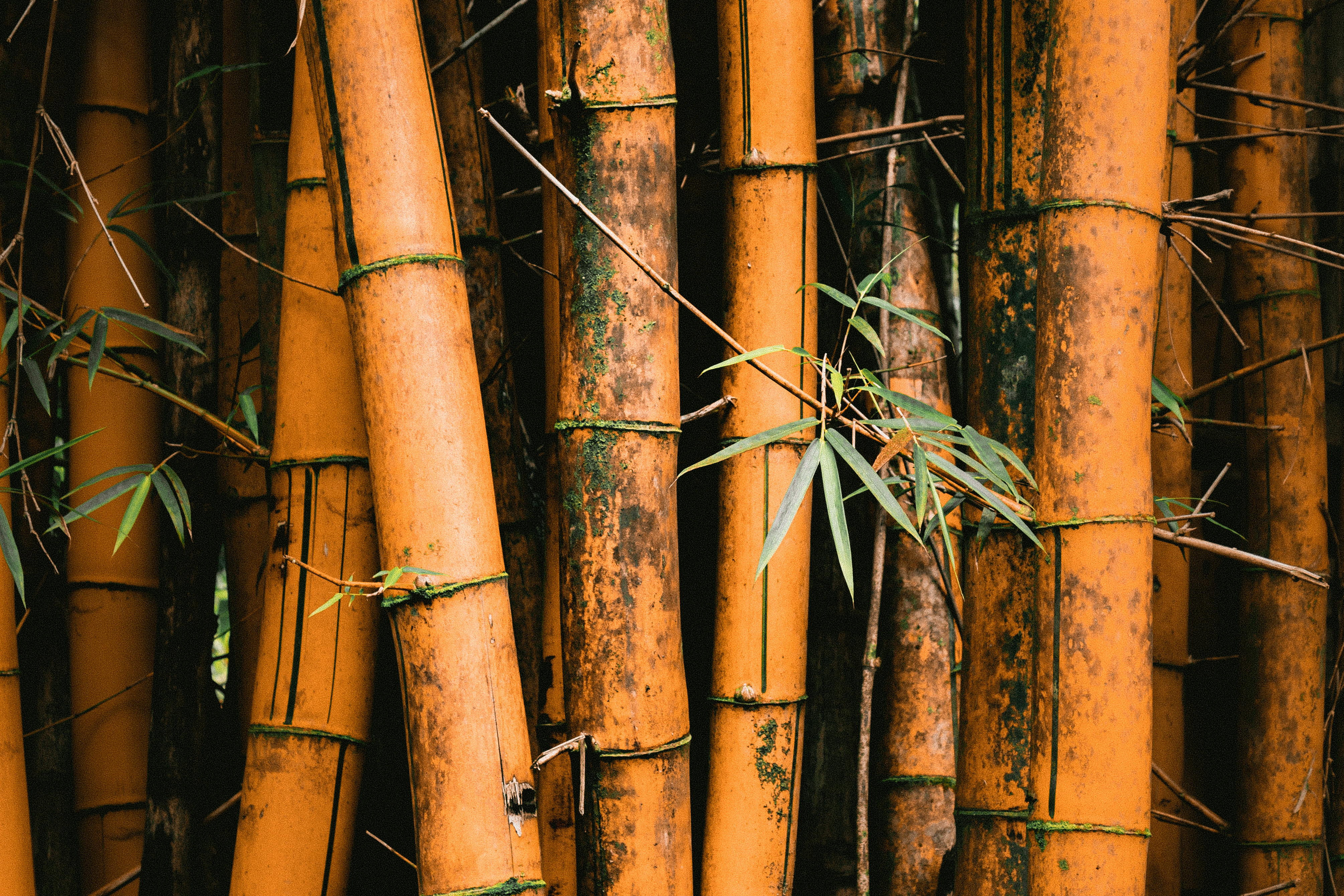 Bamboo